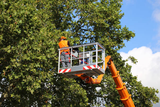 Best Commercial Tree Services  in East Palestine, OH